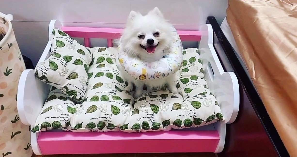 Giường Ngủ Cho Thú Cưng Hình Xương Size L