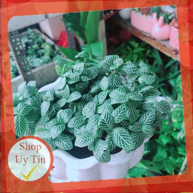 Chậu Cây Cẩm Nhung Xanh