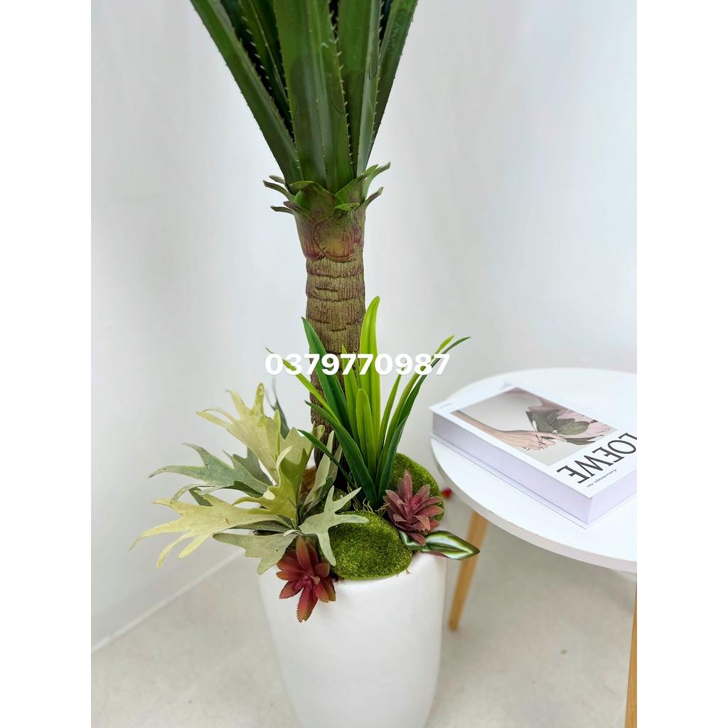 Cây Xương rồng lá kiếm - độ cao 160cm, hàng loại 1, ảnh thật
