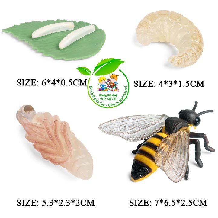 Mô hình vòng đời của Ong - Bee life Cycle