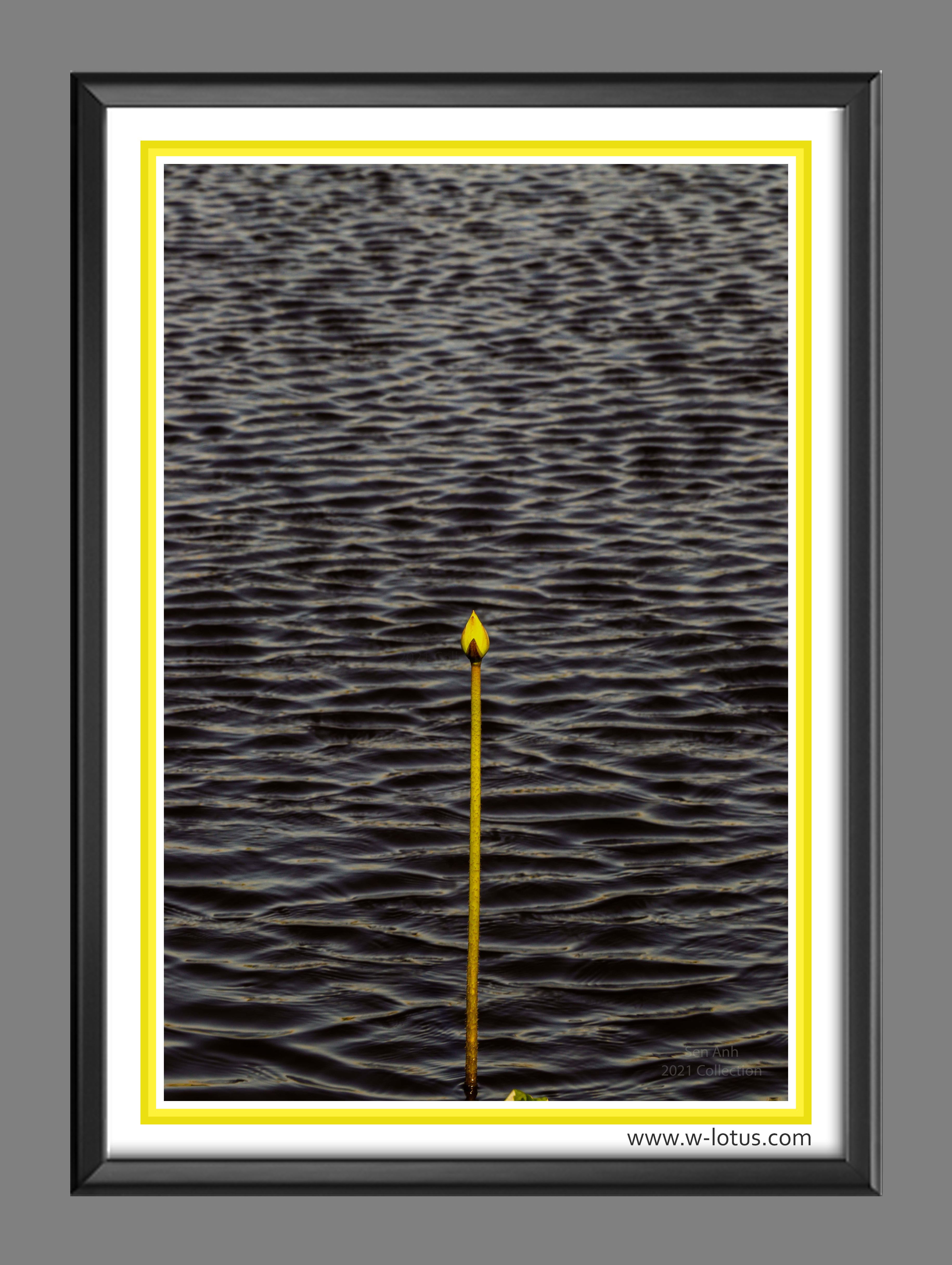 Tranh canvas hoa Sen treo phòng khách ST-00434