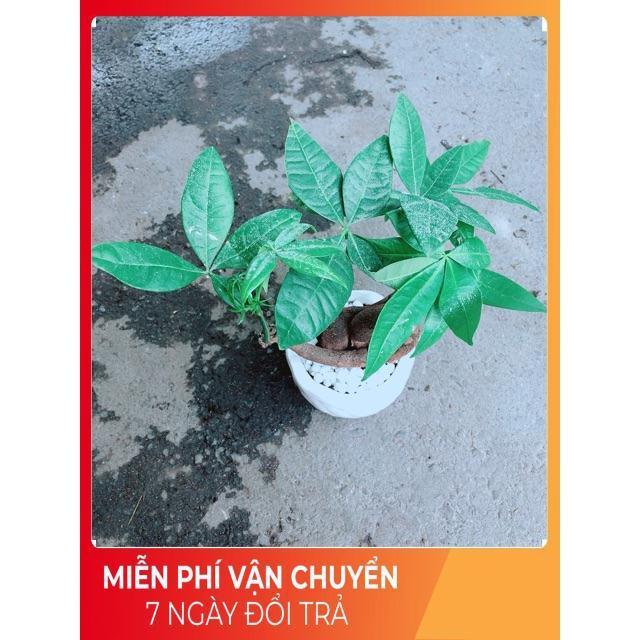 Chậu Kim Ngân Nơ