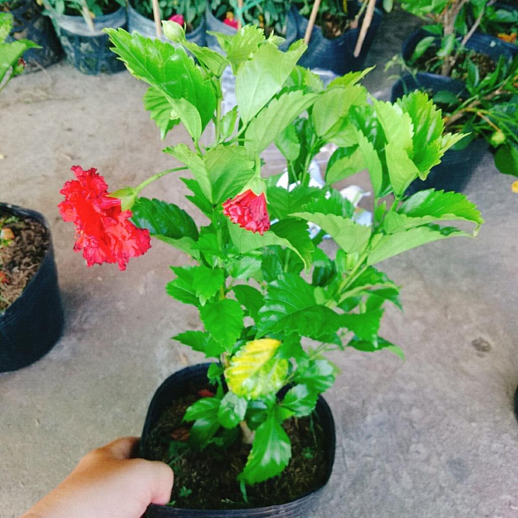 Cây Hoa Dâm Bụt cánh kép  - cây cảnh trong nhà + tặng phân bón cho cây mau lớn