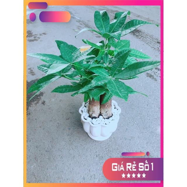 Chậu Kim Ngân 3 Thân Size Lớn