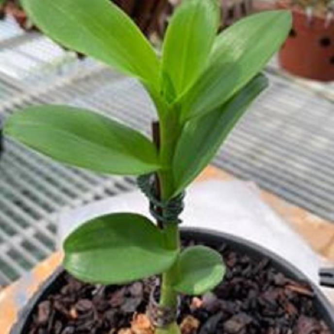 Hoa lan 5ct phủ trì