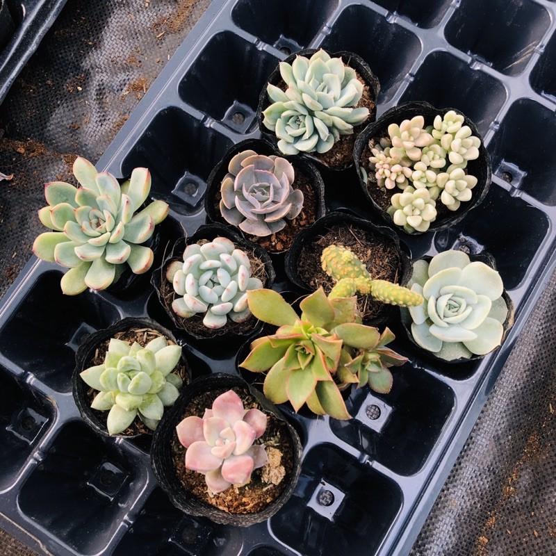 105k ComBo 10 cây 10 loại sen đá