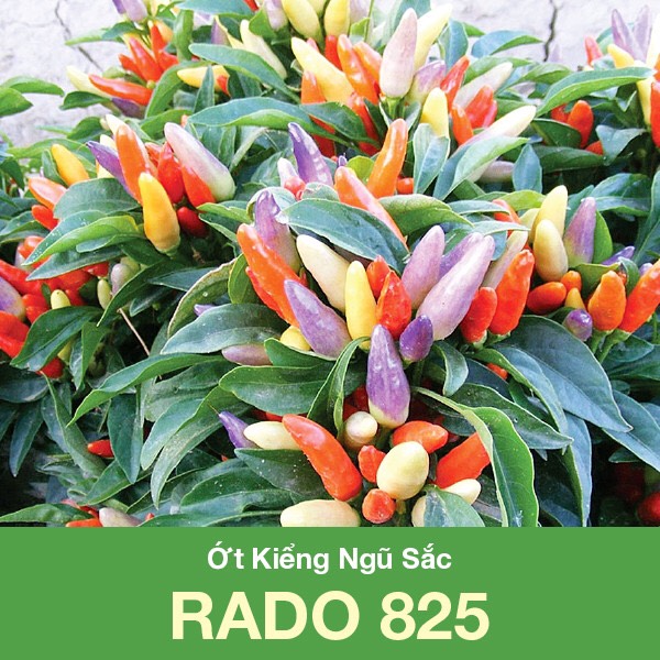 Hạt giống Ớt kiểng ngũ sắc Rd 825