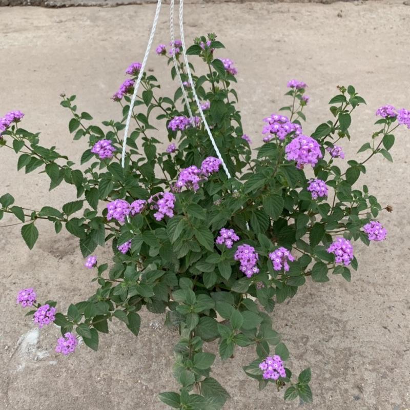Chậu hoa ngũ sắc tím rủ treo bán kính 25-30cm, chậu hoa treo ban công, sân vườn nở rực rỡ đẹp mắt