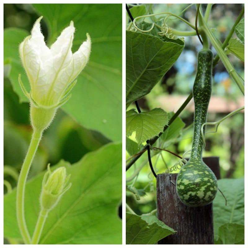 Gói 5 HẠT hạt giống Bầu Thiên Nga