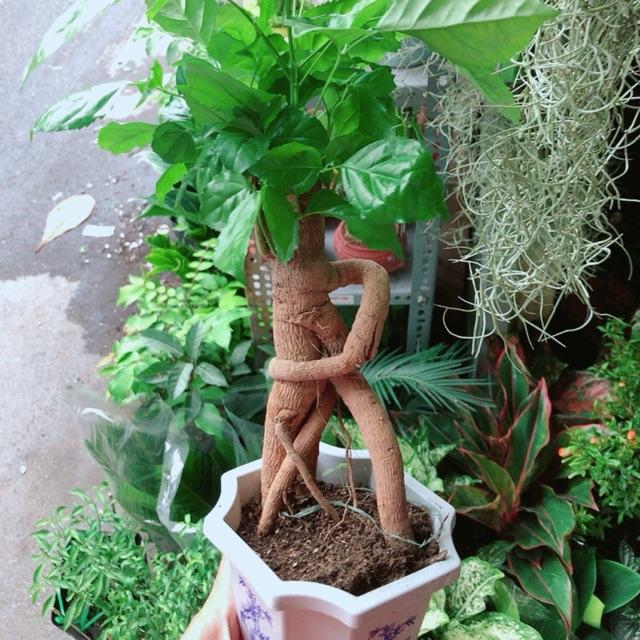 Chậu Cây Hạnh Phúc Bonsai