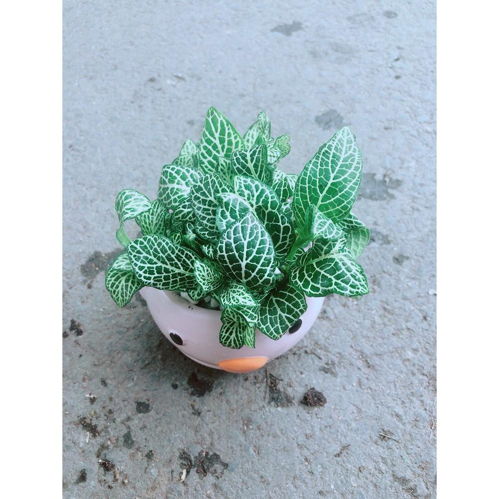 Chậu Cẩm Nhung Vịt Hồng