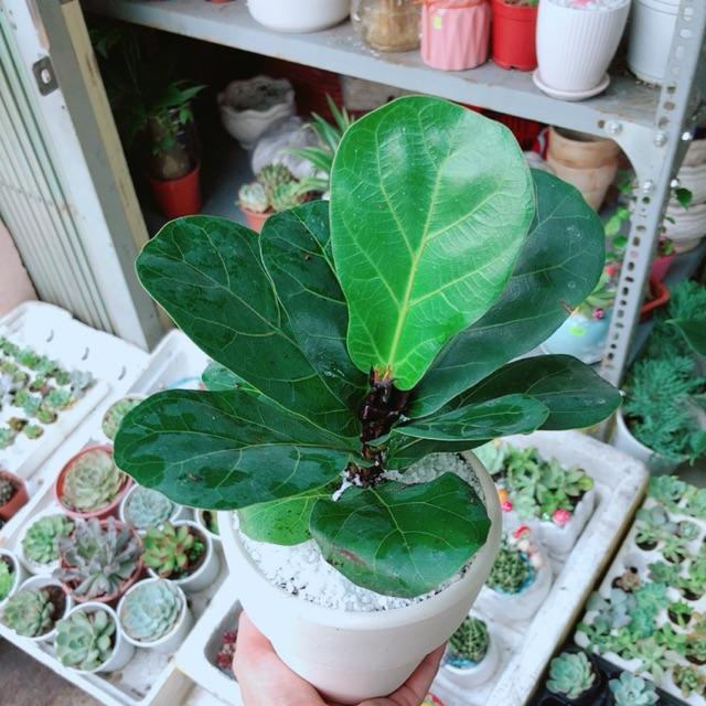 Chậu bàng singapore