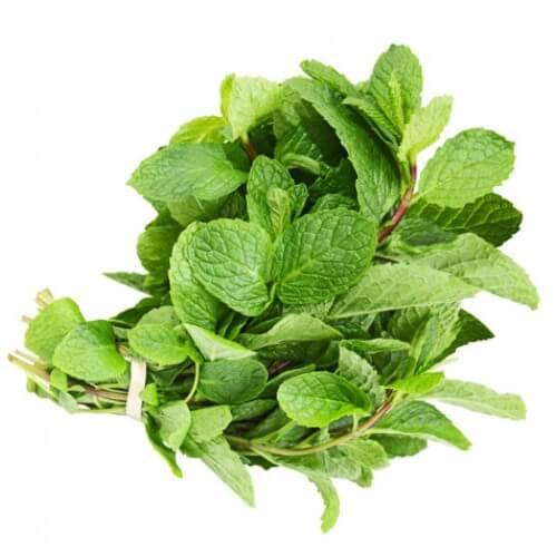 Shop Midori_Gói hạt giống rau húng bạc hà