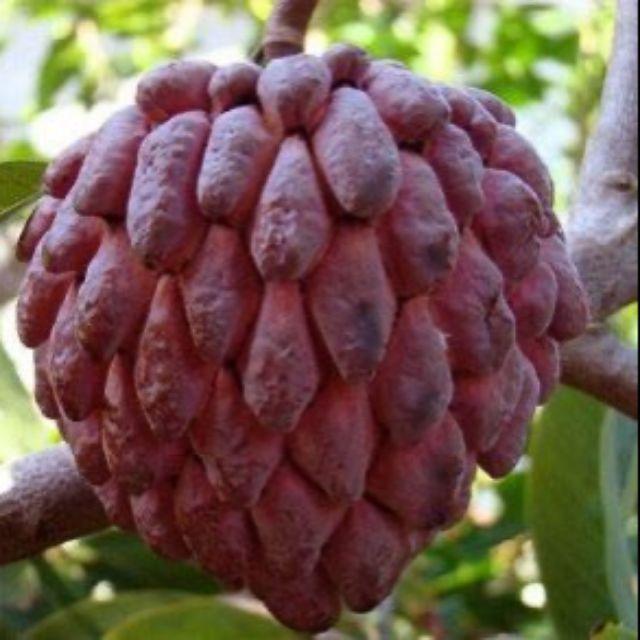 Giống Cây Na Tím