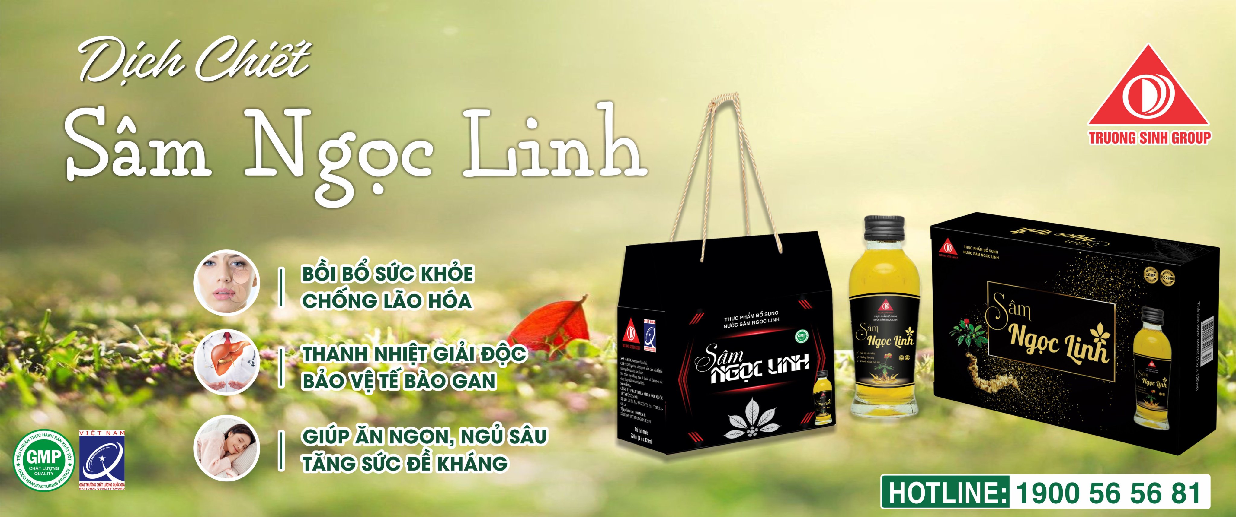 Dịch chiết Sâm Ngọc Linh