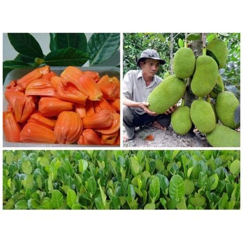 Cây Mít Ruột Đỏ NHANH SIÊU QUẢ CHUẨN GIỐNG