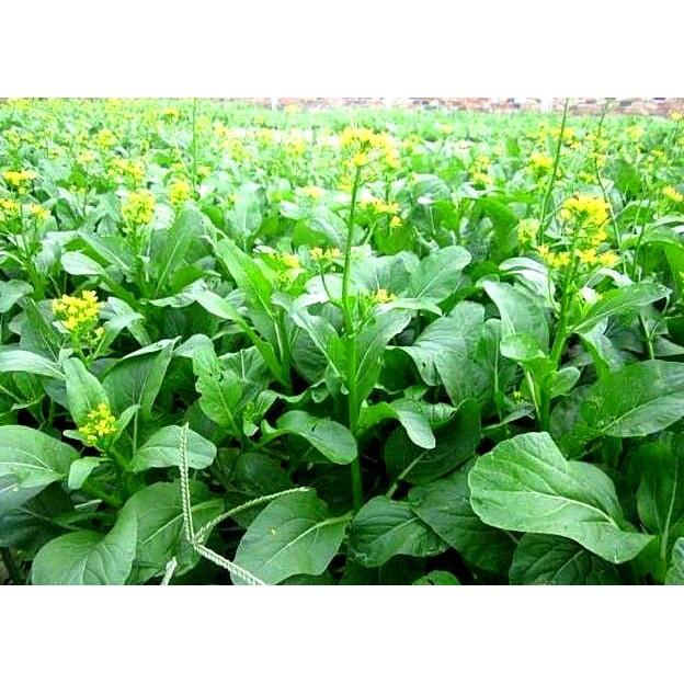 Hạt giống cải ngồng, cải ngọt bông 20gr
