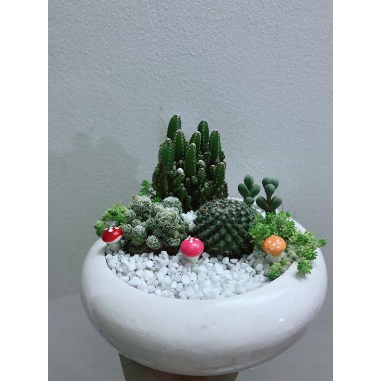 Chậu mix sen đá xương rồng Bán Chạy