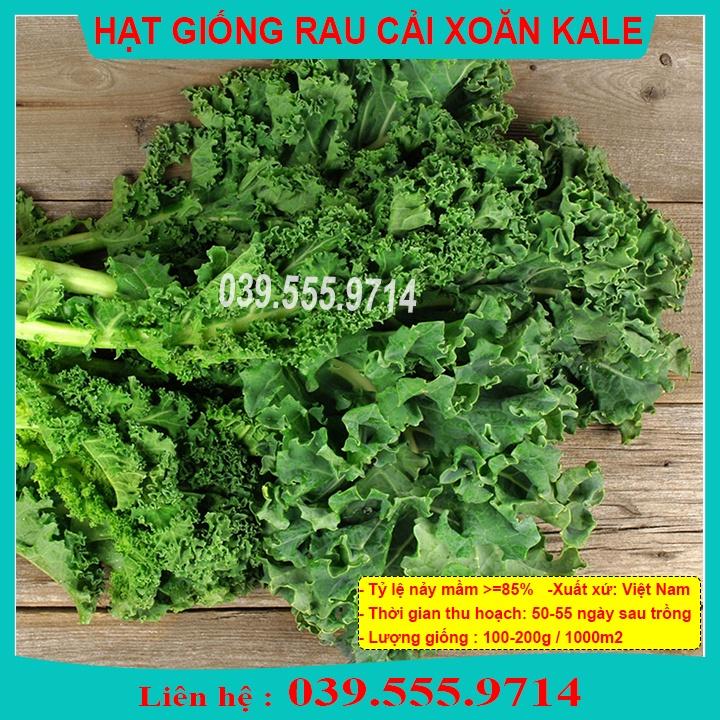 HẠT GIỐNG CẢI KALE XOĂN XANH - CẢI ÍT SÂU DỄ TRỒNG DINH DƯỠNG CAO