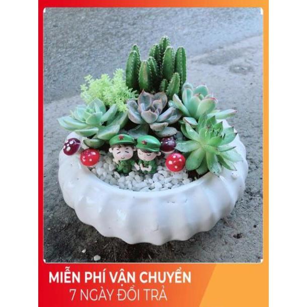 Chậu Sen Đá Tiểu Cảnh