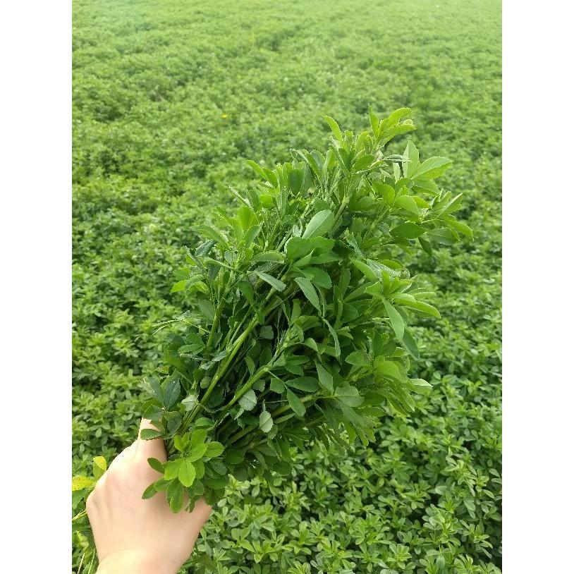 Hạt Cỏ Chăn Nuôi Dinh Dưỡng Cao Alfalfa Linh Lăng 300gam