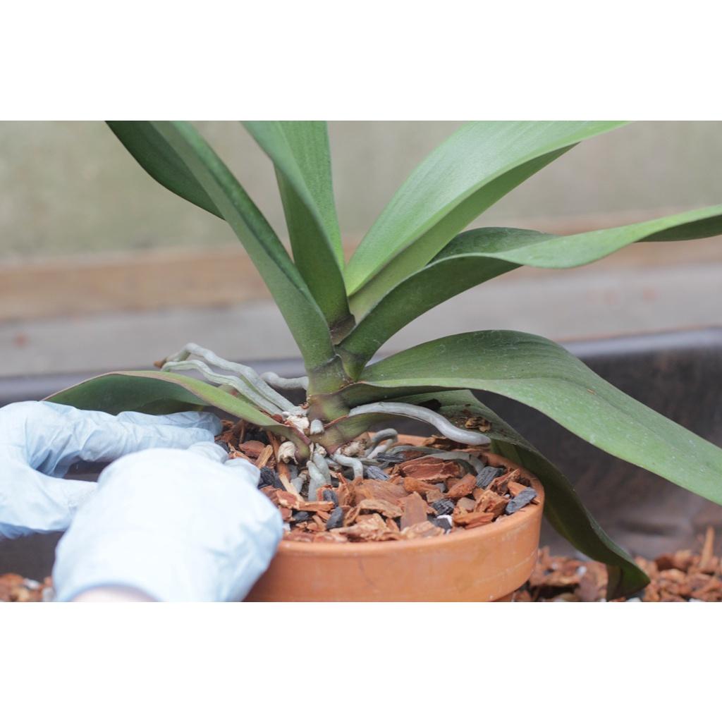 Vỏ thông trồng lan 2x3cm, 3x4cm chuyên dụng cho trồng lan - Anh nông dân chính hiệu