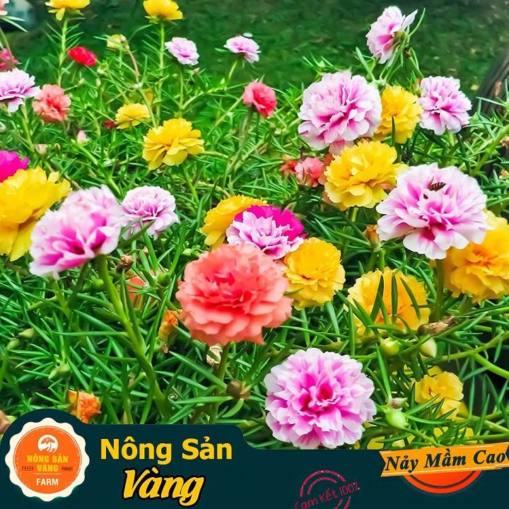 Hạt giống Hoa Mười Giờ Mỹ Nhiều Màu