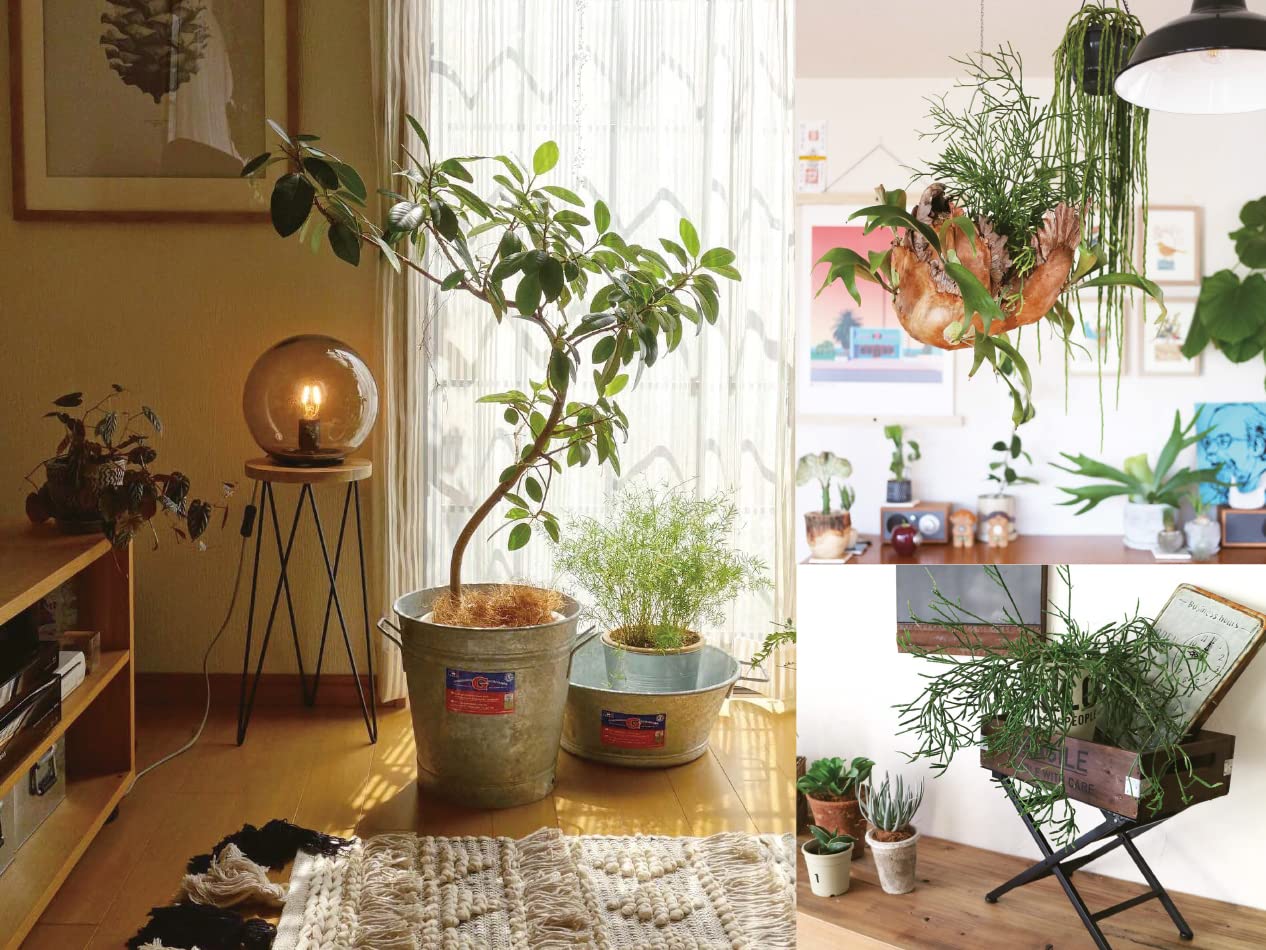 A Beginner's Guide to House Plants: Creating Beautiful and Healthy Green Spaces in Your Home