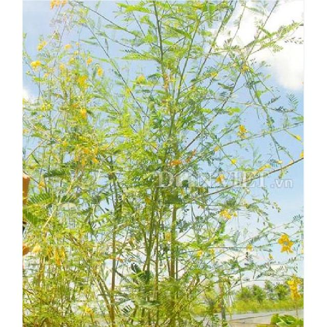 Hạt Giống Cây Bông Điên Điển - 1 gói 30 hạt