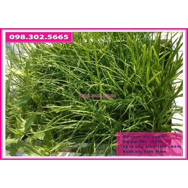 Gói 10gr hạt giống lá hẹ ta