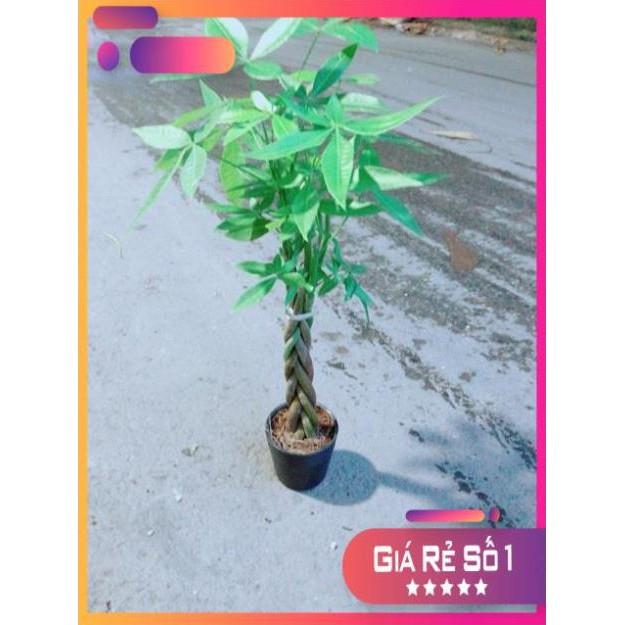 Kim Ngân Thắt Bính