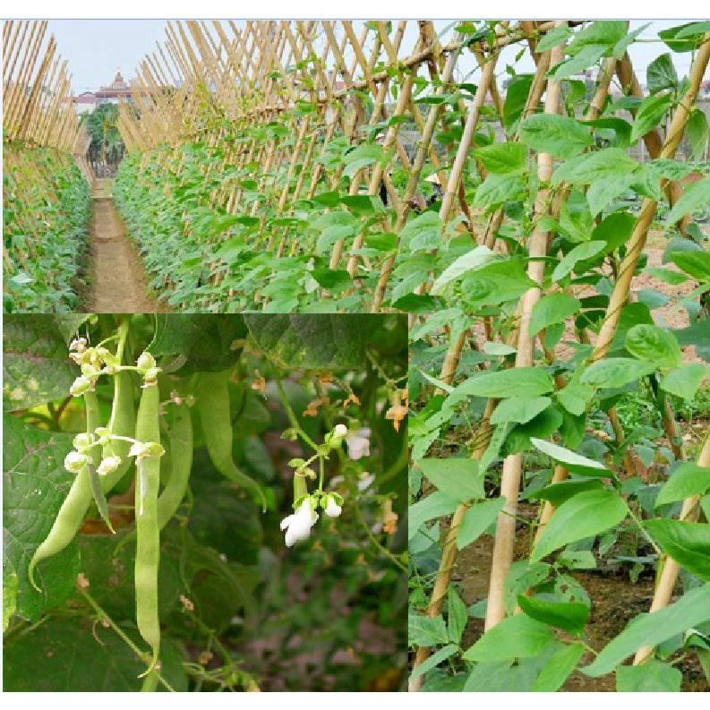 Hạt giống đậu cove hạt đen dạng leo KNS366 - Gói 10gram