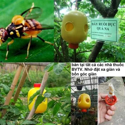 5 Bẫy Diệt Ruồi Vàng - dễ sử dụng hiệu quả nhanh tái sử dụng nhiều lần