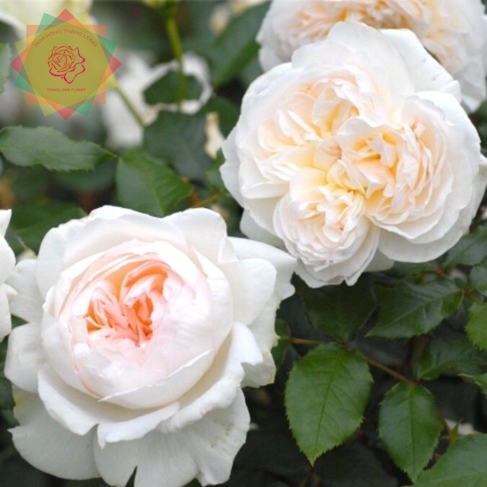 Cây hoa hồng ngoại Bolero trắng - Tuyệt phẩm trữ tình - Hoa hồng Thăng Long Flower