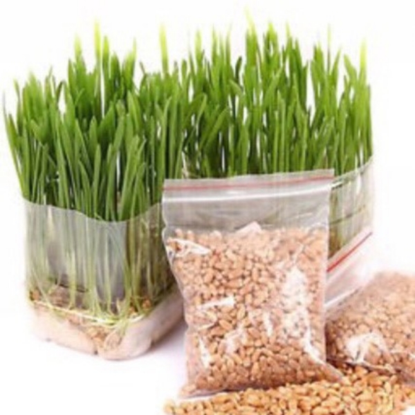 100g Hạt giống cỏ Yến Mạch - cỏ chó mèo
