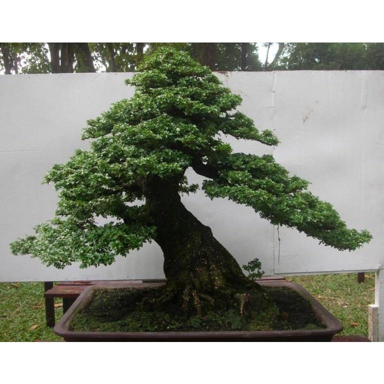 CÂY GIỐNG CẦN THĂNG *