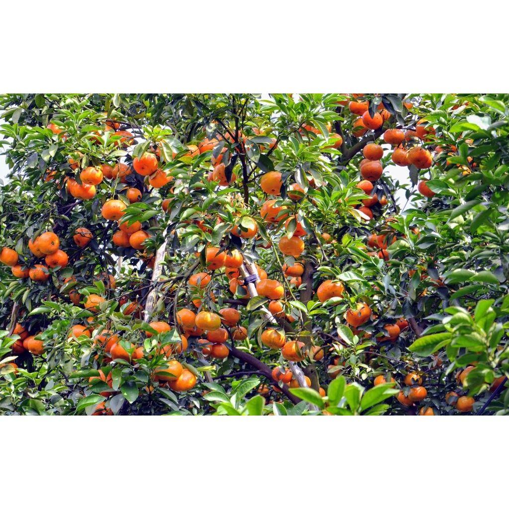 Cây giống Quýt Hồng siêu sớm, siêu sai. .