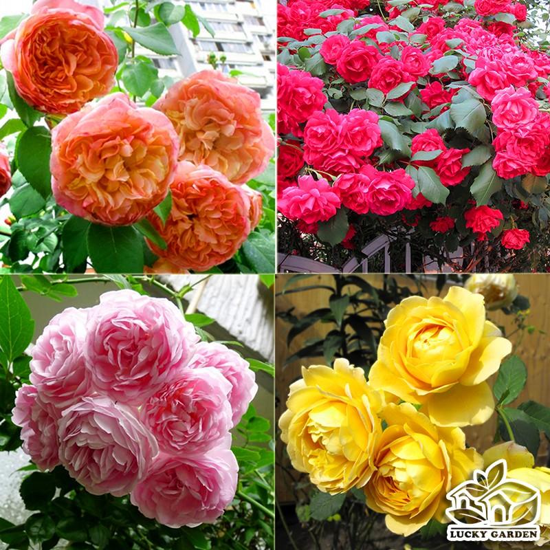 Hạt Giống Hoa Hồng Leo Pháp Nhiều Màu