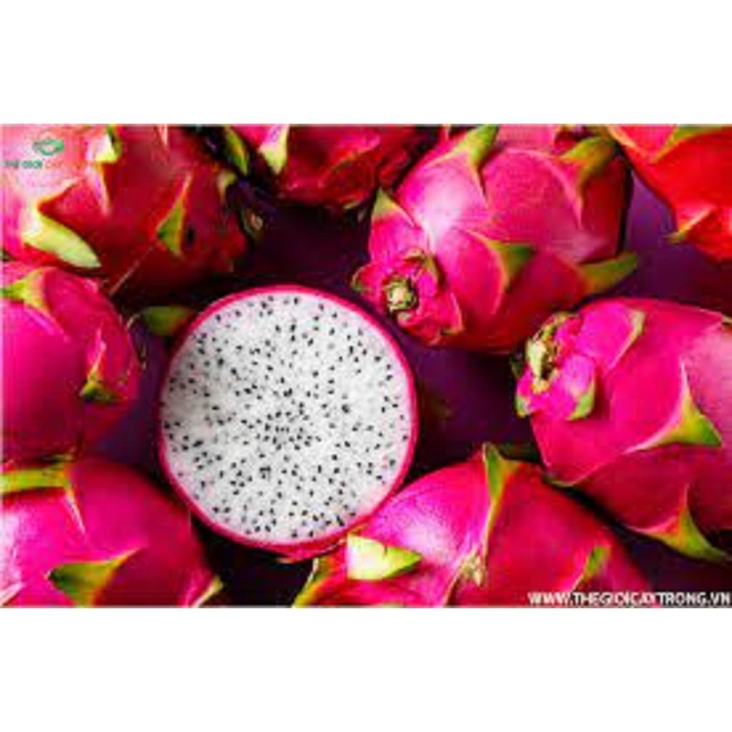 CÂY GIỐNG THĂNG LONG RUÔT TRẮNG