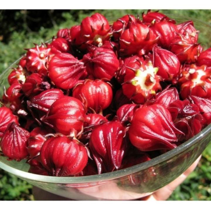 Hạt giống Atiso đỏ