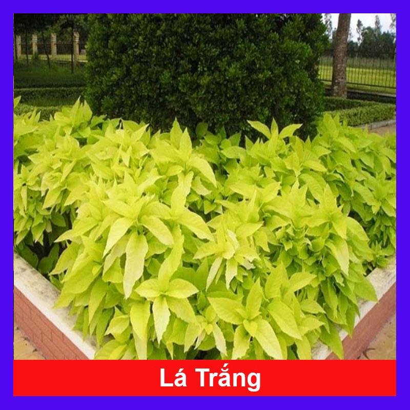 Cây Lá Trắng - cây cảnh trồng nền lối đi sân vườn + tặng phân bón