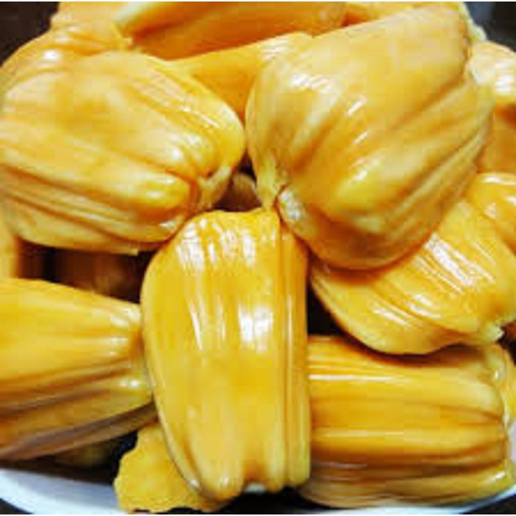 Cây giống mít Thái DA XANH GỐC TO GHÉP 2 NĂM như hình ()
