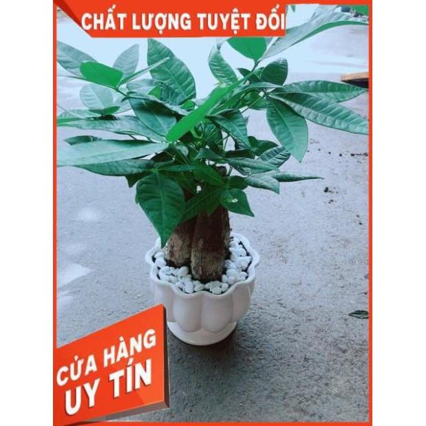 Chậu Kim Ngân 3 Thân Size Lớn