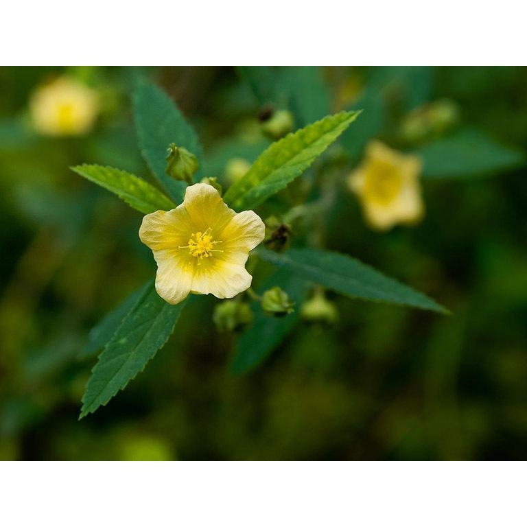 cây ké hoa vàng phơi khô túi 1kg