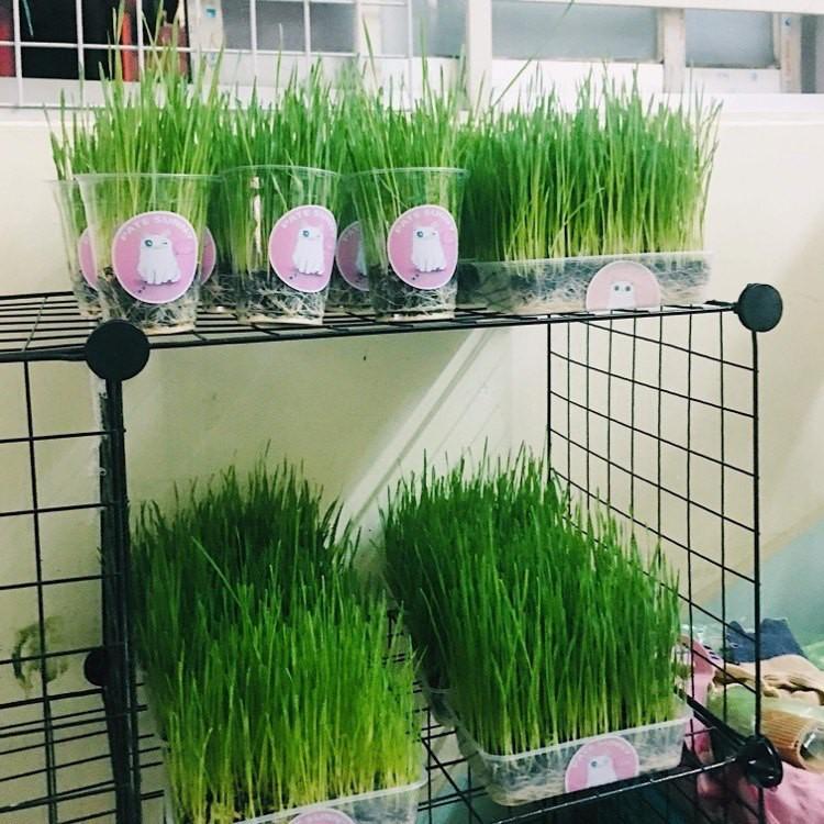 Hạt giống cỏ lúa mì lúa mạch - 1 gói 100gram