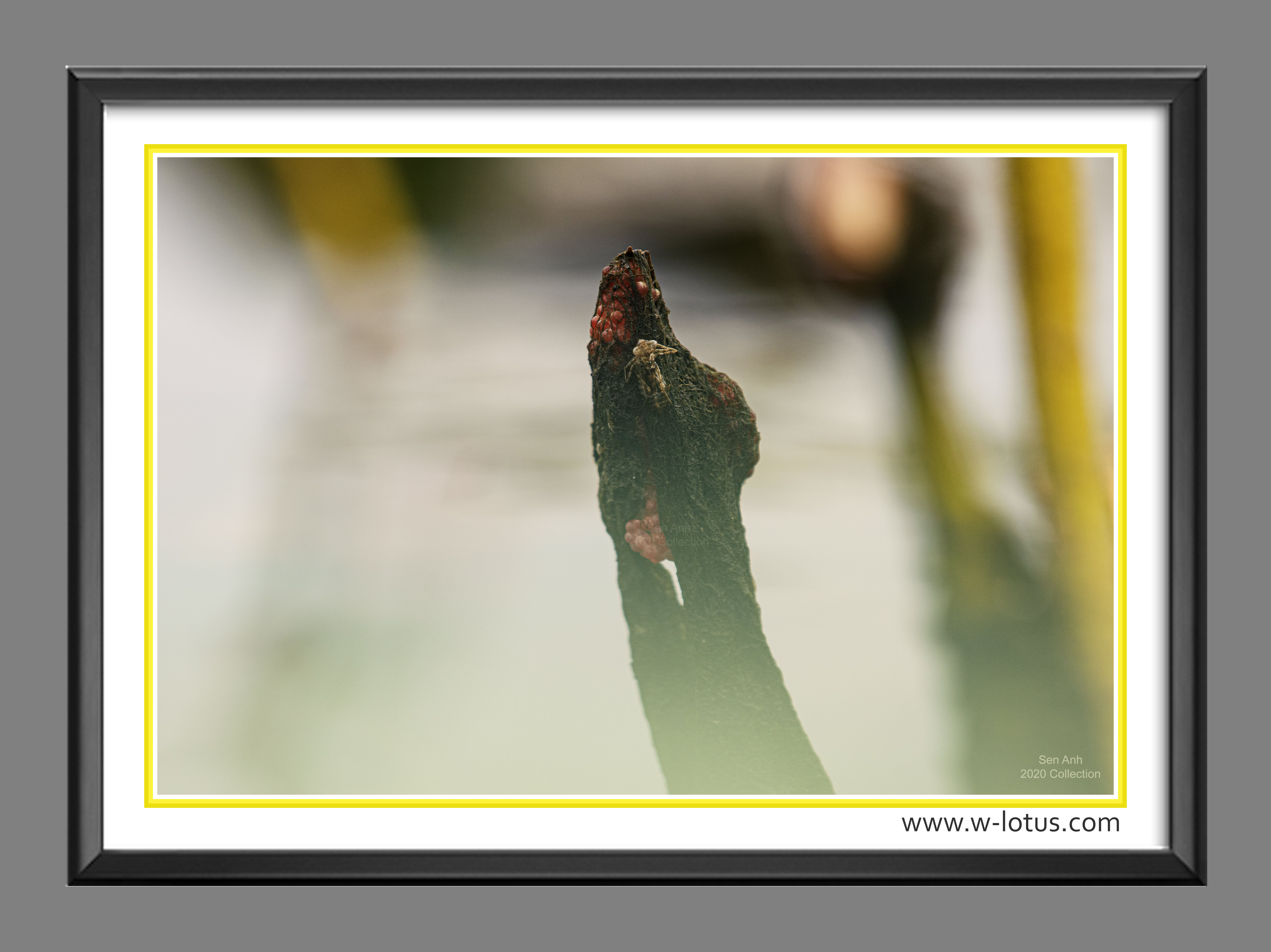 Tranh canvas hoa Sen treo phòng khách ST-00147