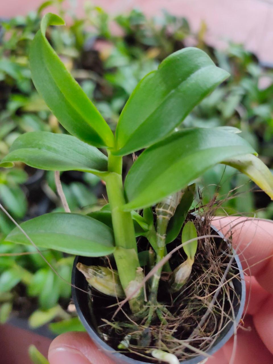 Phi Điệp Đột Biến 5 Cánh Trắng Phú Quý hàng giống mũi trắng