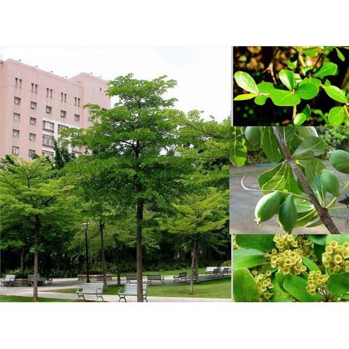 COMBO 5 CÂY GIỐNG BÀNG ĐÀI LOAN, CAM KẾT CHUẨN GIỐNG F1 - CB5CGBDLF1