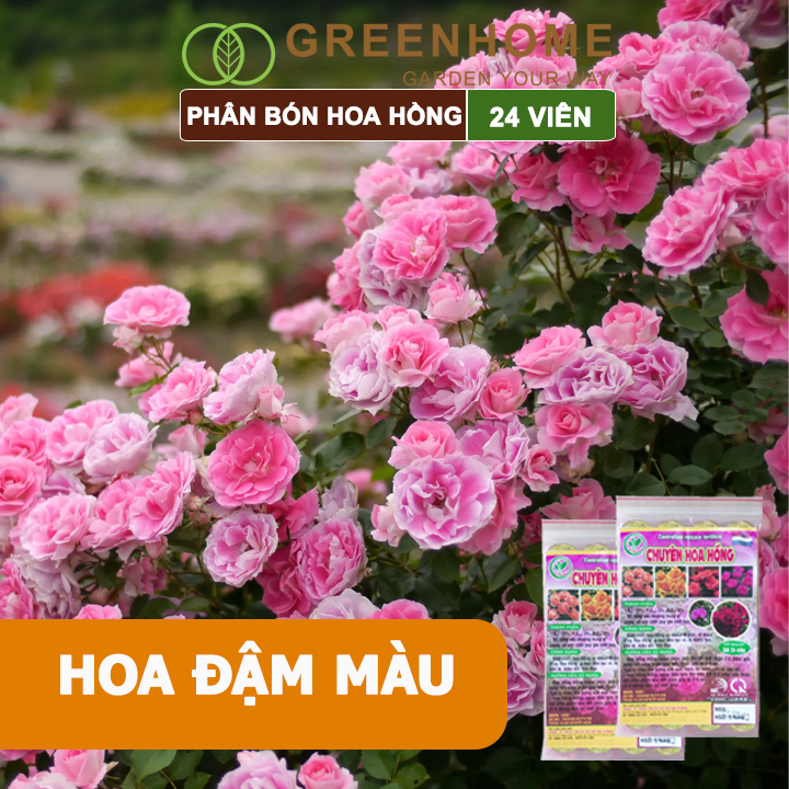 Phân bón chuyên hoa hồng Greenhome, kích rễ, ra nhiều hoa, màu sắc đẹp