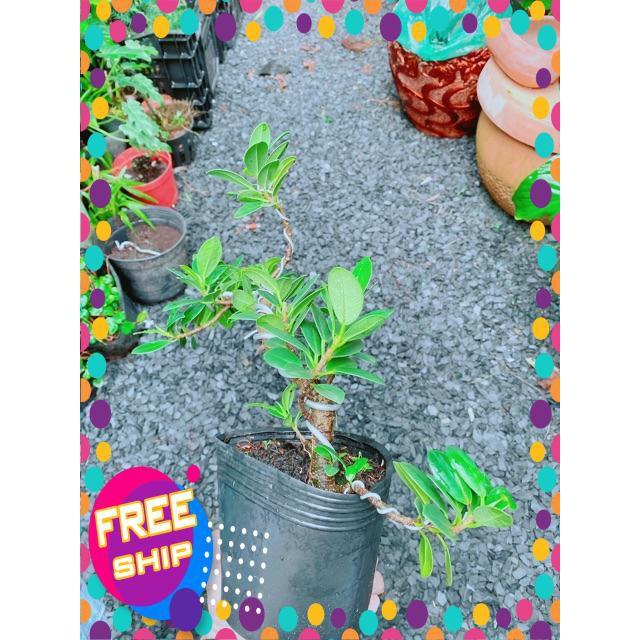 Cây Da Nhật Bonsai